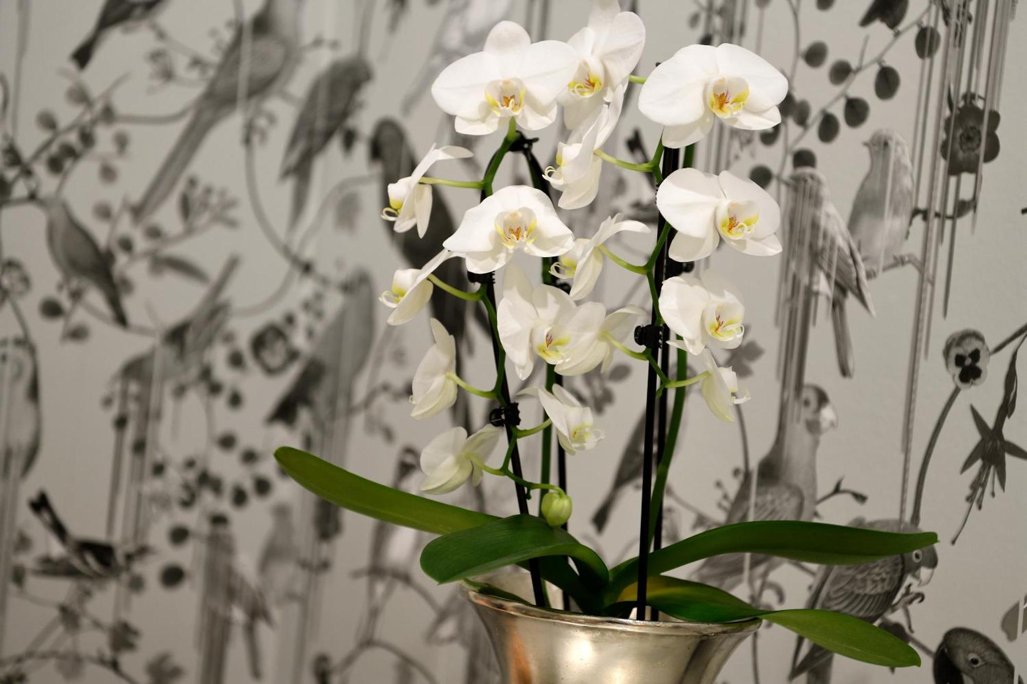 Kastens Hotel Luisenhof Hannover Ngoại thất bức ảnh A potted orchid